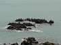 3.4- Cormorans